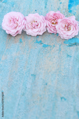 pink rose on blue wooden background