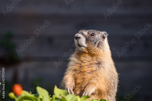 a close up shot of a cute ground hog standing in the garden ground under the sun looking around cautiously 