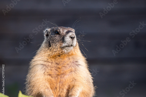 a close up shot of a cute ground hog standing in the garden ground under the sun looking around cautiously 