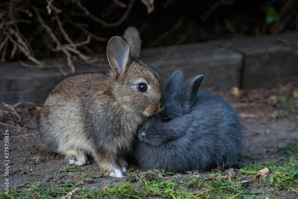 Fototapeta premium close up portrait of a twins of an adorable bunnies resting on green grass field near the wooden garden ledge under the shade cleaning each other fur