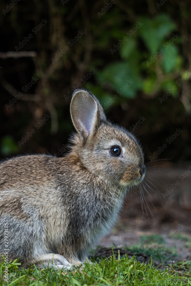 Fototapeta premium close up portrait of an adorable brown bunny resting on green grass field near the concrete garden ledge under the shade