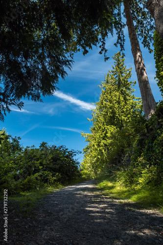 trail under the shade of trees with green bushes on both side under cloudy blue sky on a sunny day