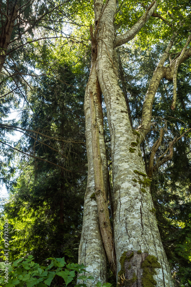 Obraz premium tall tree with big split on the trunk inside thick foliage covered forest