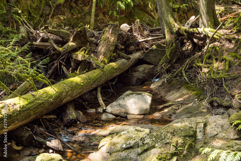 stream water run through the tree trunk stacked dam in the forest stream water run through the tree trunk stacked dam in the forest
