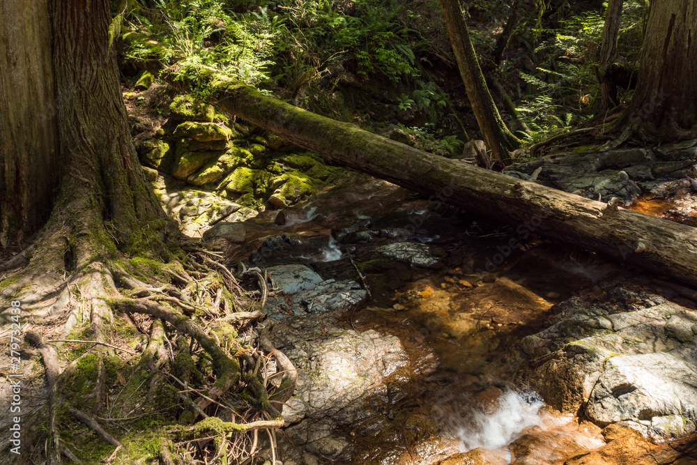 water in the rocky creek run through the forest aside a moss covered tree trunk with sun light water in the rocky creek run through the forest aside a moss covered tree trunk with sun light