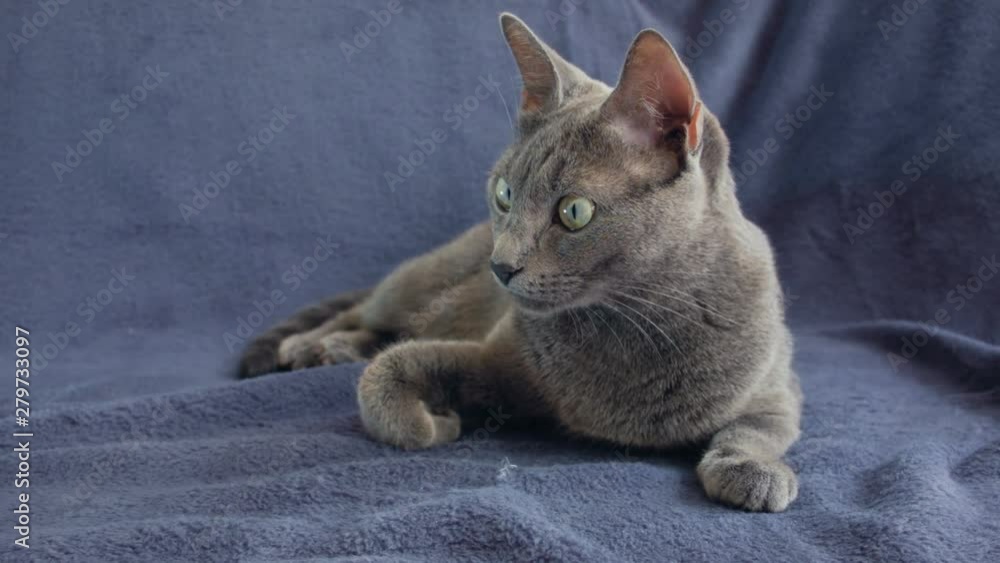 Close-up of a thoroughbred russian blue cat on a blue background. Recorded on Blackmagic camera in Raw format. Close-up of a thoroughbred russian blue cat on a blue background. Recorded on Blackmagic camera in Raw format.