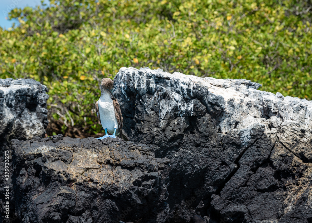 Fototapeta premium Blue-footed booby in Galapagos Islands