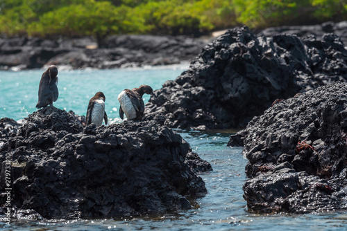 Penguins on lava rocks in Isla Isabela of Galapagos Islands