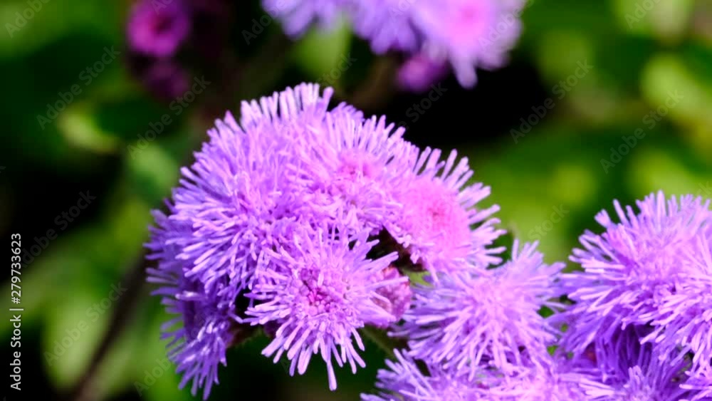 Beautiful pink summer flower video sketching close-up shot on a bright sunny day captured using zoom and camera movement Beautiful pink summer flower video sketching close-up shot on a bright sunny day captured using zoom and camera movement