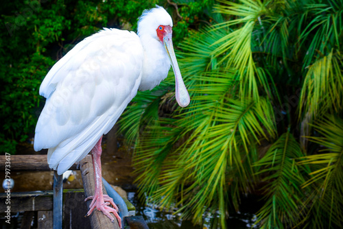 bird