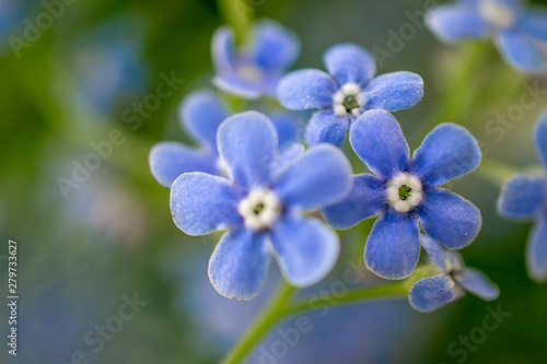 a bunch of forget-me-not flowers closeup