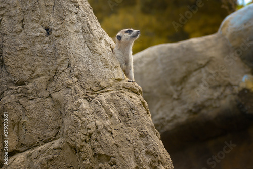 suricata2