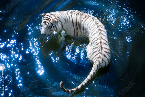 white tiger
