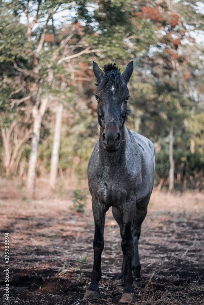 black horse, looking at the camera and nature background black horse, looking at the camera and nature background