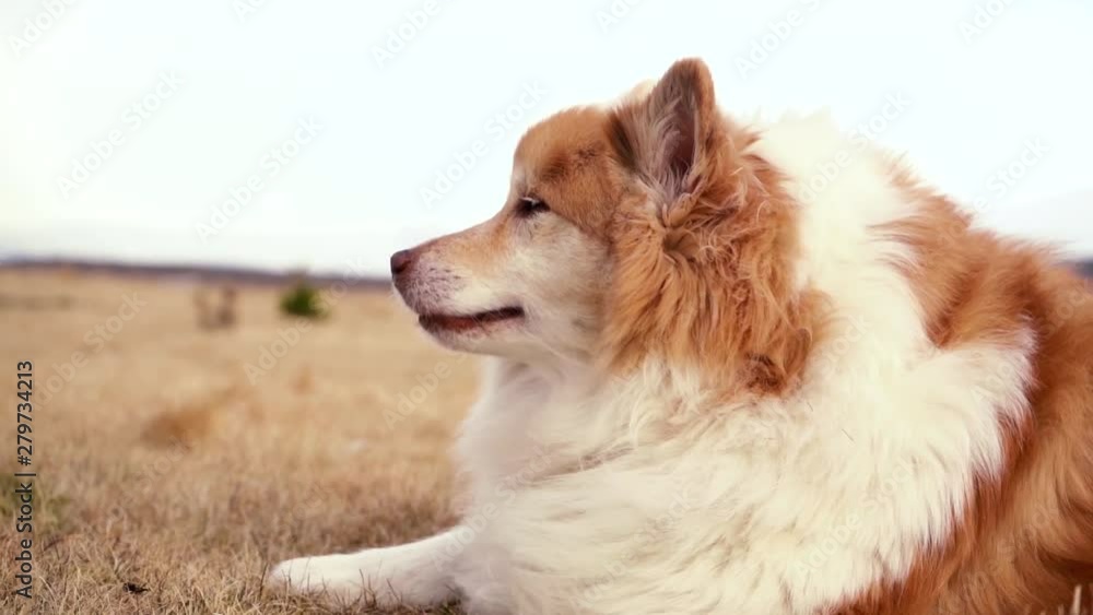 Furry dog playing in the field and around the house with autumn colours mood. Slow Motion and regular speed shot with the Sony a7iii stabilized by the Ronin S. Furry dog playing in the field and around the house with autumn colours mood. Slow Motion and regular speed shot with the Sony a7iii stabilized by the Ronin S.