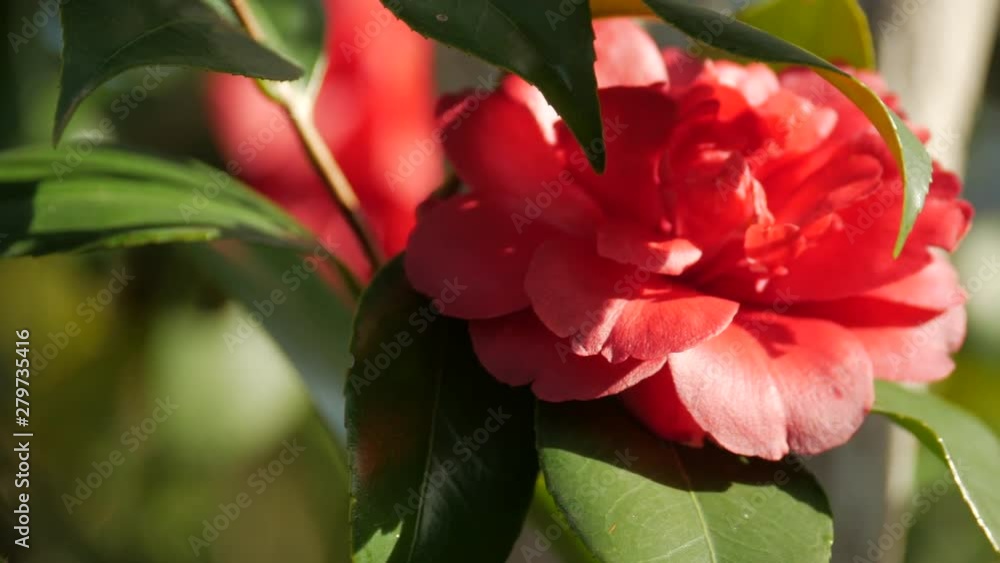 Winter blooming red camellia flower. TILT UP Winter blooming red camellia flower. TILT UP