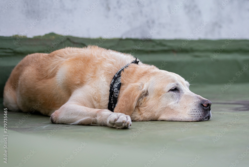 do labradors get lonely