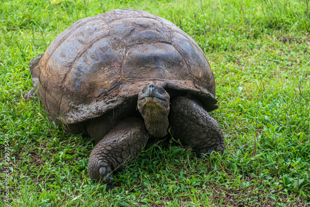 Giant land tortoise in Galapagos Islands Giant land tortoise in Galapagos Islands