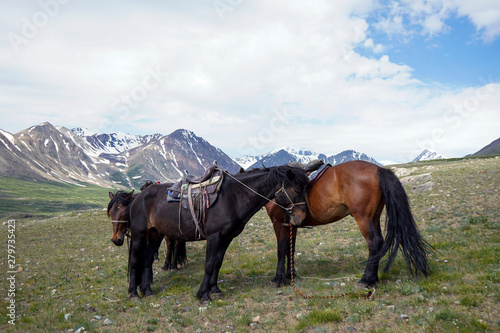 The horse of the pasture in Mongolia