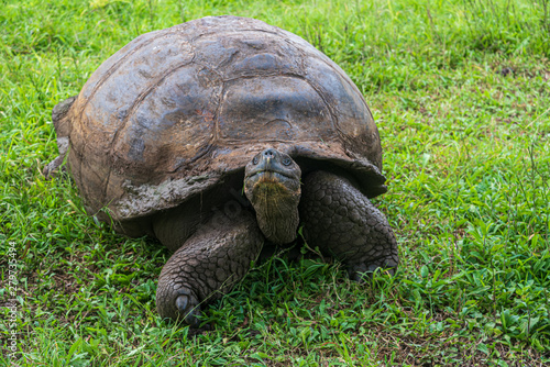Giant land tortoise in Galapagos Islands