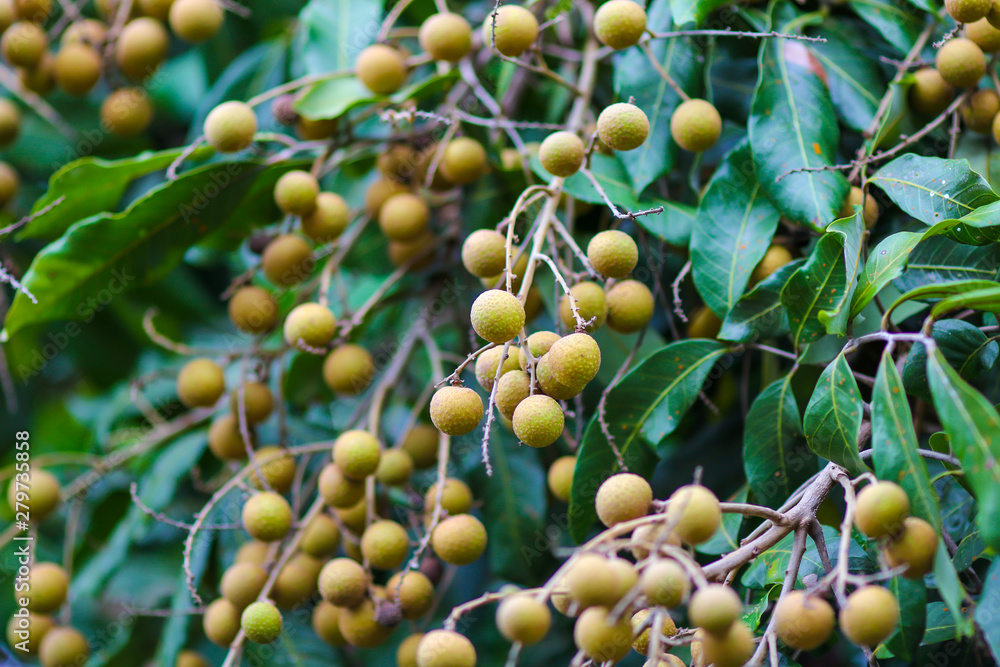 Fresh longan fruits on tree in season Fresh longan fruits on tree in season