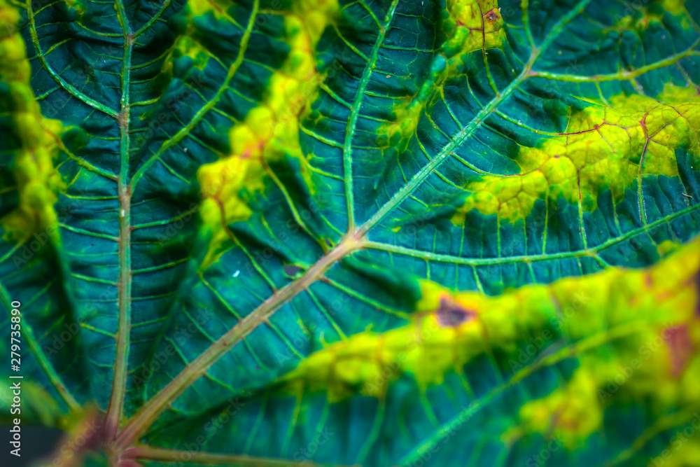 Naklejka premium Green leaf texture and background. Selective focus.