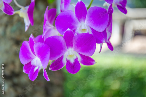 Purple orchids on a bouquet at the beach in the morning