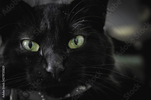 portrait of a black cat