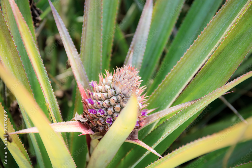 Fototapeta premium Pineapple are growing on tree.