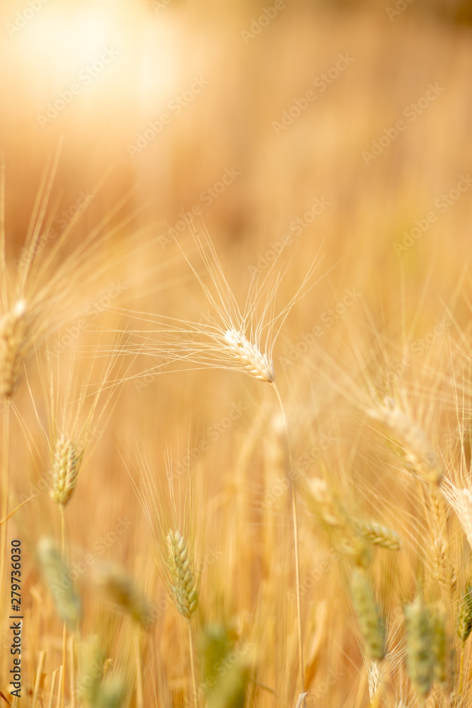 Wheat crop field. Ears of golden wheat close up. Ripening ears of wheat field background. Rich harvest Concept.
