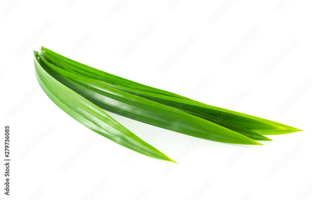 Fototapeta premium Fresh green pandan leaves isolated on white background