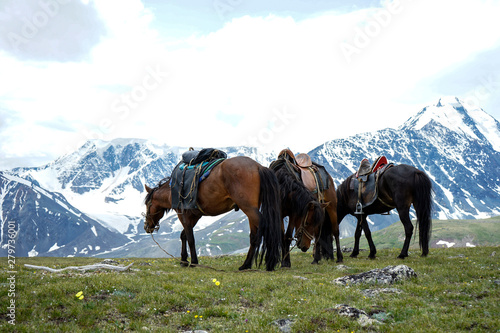 The horse of the pasture in Mongolia