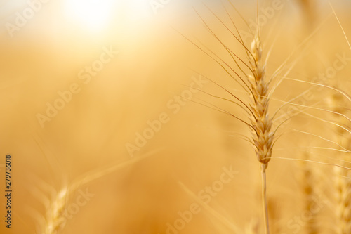 Wheat crop field. Ears of golden wheat close up. Ripening ears of wheat field background. Rich harvest Concept.
