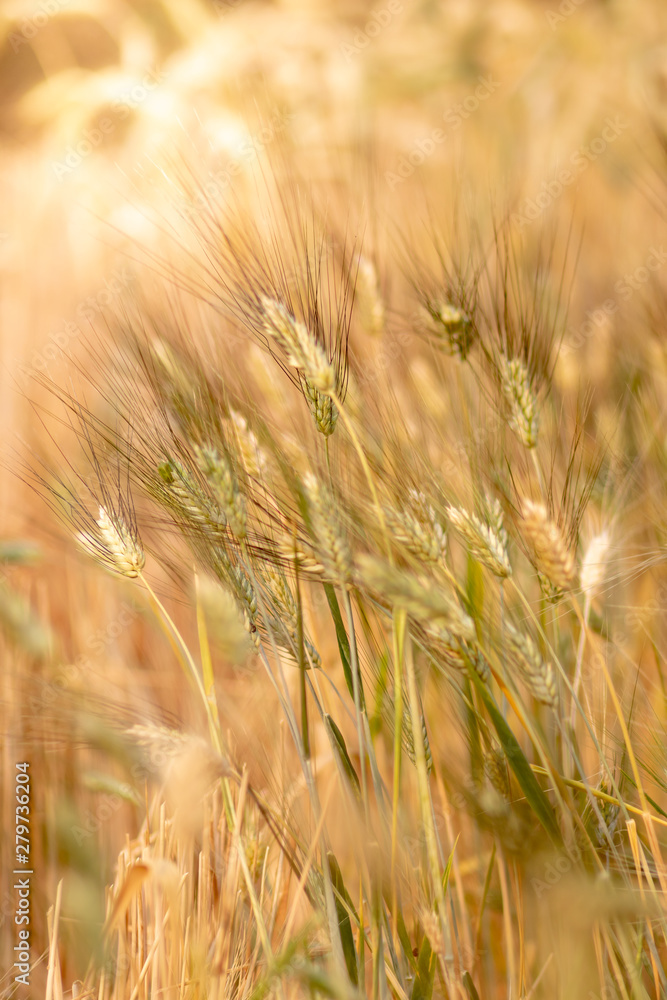 Wheat crop field. Ears of golden wheat close up. Ripening ears of wheat field background. Rich harvest Concept. Wheat crop field. Ears of golden wheat close up. Ripening ears of wheat field background. Rich harvest Concept.