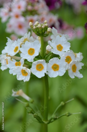 flower1
