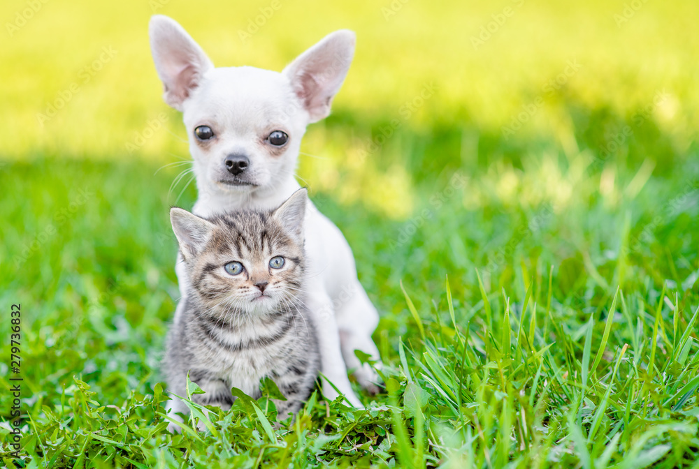 Chihuahua puppy embracing kitten on green summer grass. Empty space for text