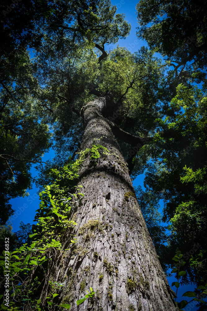Fototapeta premium Gran Arbol