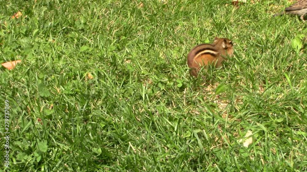 While doing outdoor gardening, I couldn't help notice where all my bird feed was disappearing too....the cute little bugger was stuffing his cheeks and running off to a hole in the grass... While doing outdoor gardening, I couldn't help notice where all my bird feed was disappearing too....the cute little bugger was stuffing his cheeks and running off to a hole in the grass...