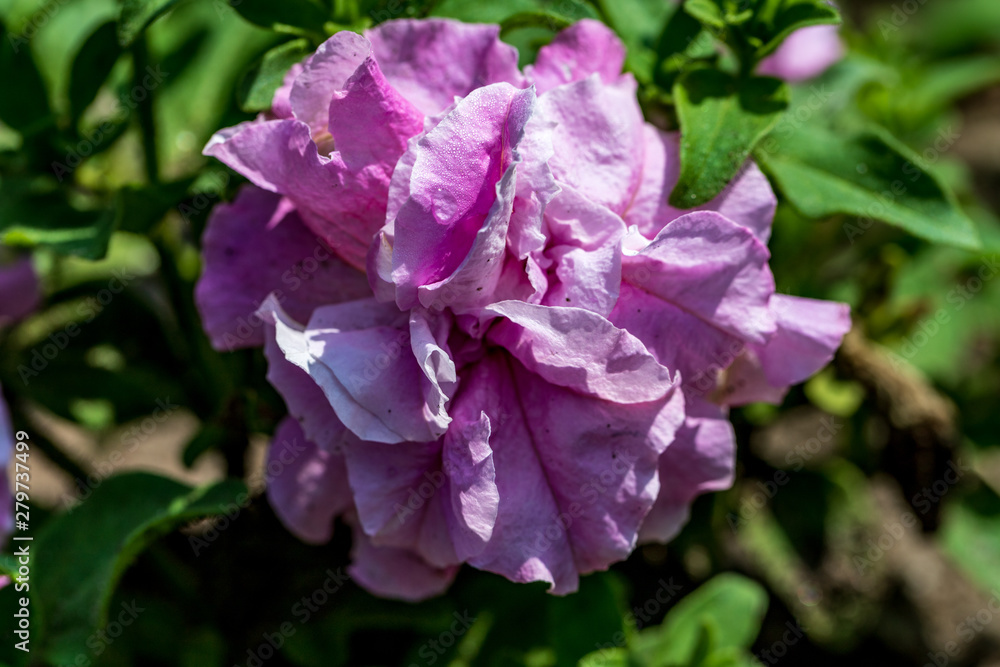 A purple flower growing on the plant.