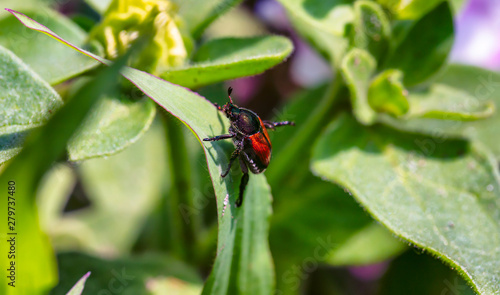 Beetle climbing on a plant in the garden.