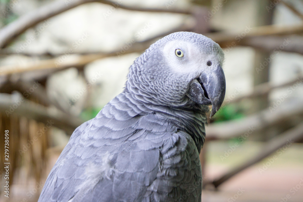 Fototapeta premium portrait of a parrot