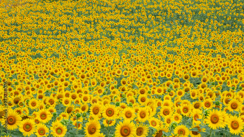 Yellow sunflowers. Wonderful rural landscape of sunflower field in sunny day