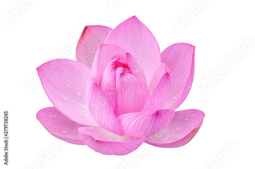 Pink lotus flower on a white background