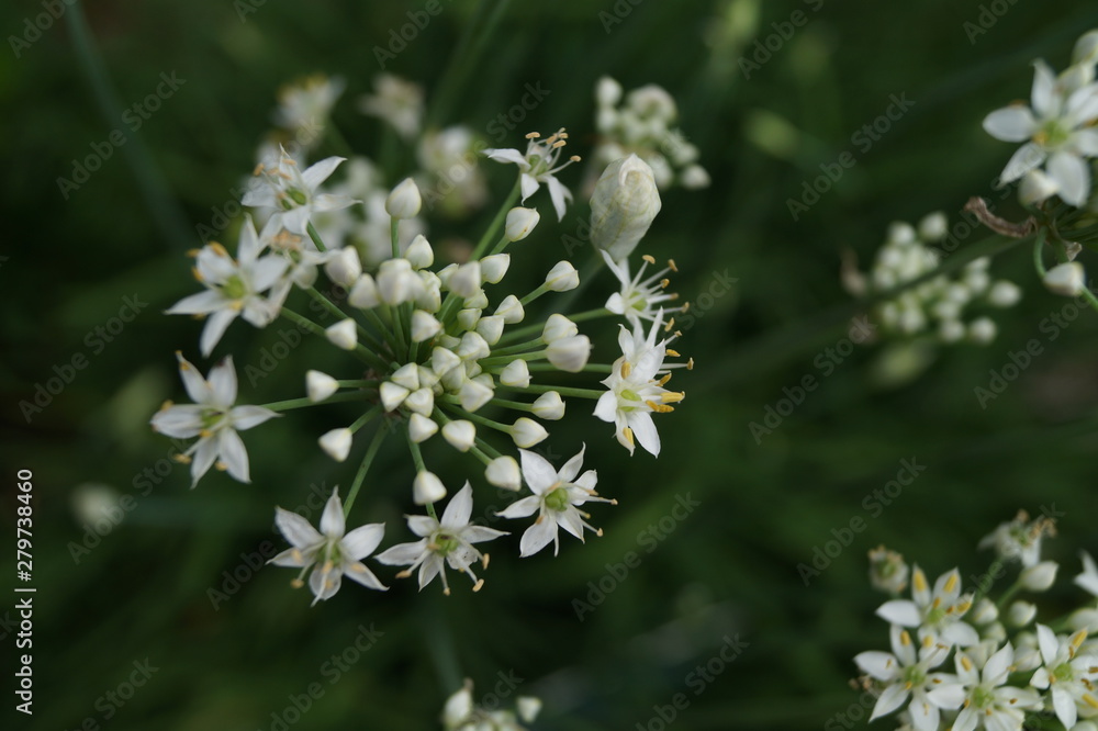 Allium Allium