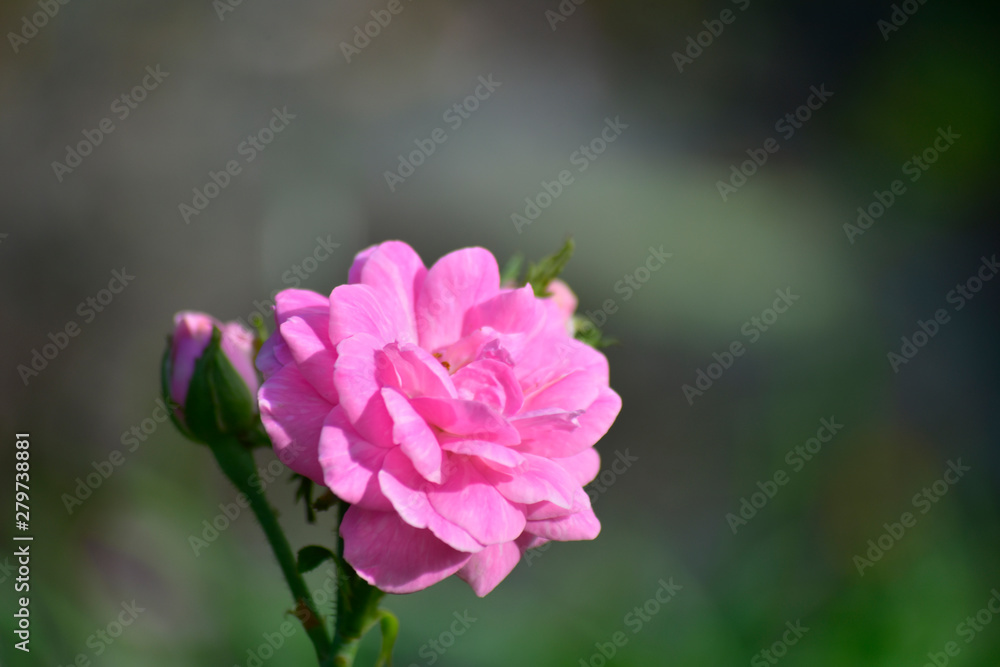 Pink roses Beautiful natural Start to look fresh. Pink roses Beautiful natural Start to look fresh.