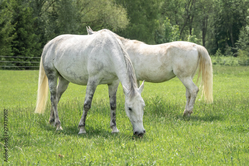 Horses standing on a field with green grass © andriano_cz