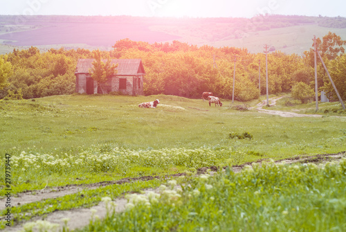 cows graze in the meadow on a Sunny day, an idealistic picture, the Concept of livestock, milk and meat production