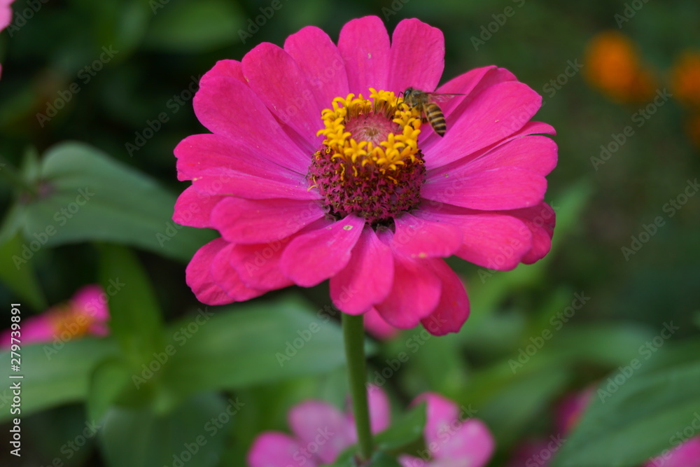 Obraz premium bee on a flower