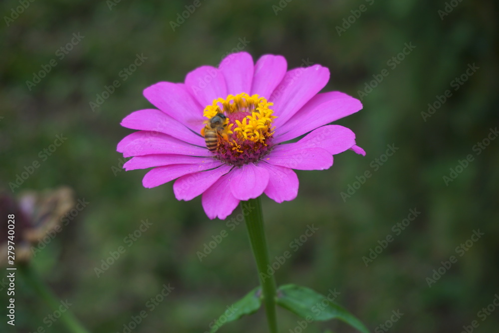 pink flower in the garden pink flower in the garden