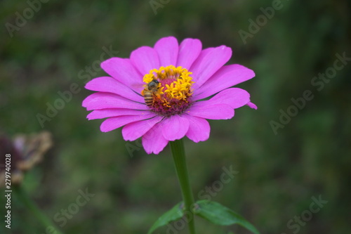 pink flower in the garden